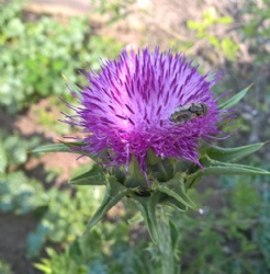 Silymarin（Milk Thistle P.E.）Extracted by AcetoneHPLC40%-HPLC65%